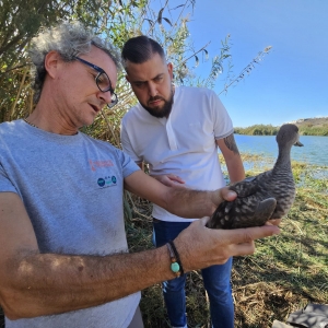 18_10_2023_Reintroducción Cerceta pardilla (2) 18_10_2023_Reintroducción Cerceta pardilla (2)