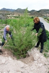 EL AYUNTAMIENTO Y ACOMA REPLANTAN LOS PINOS UTILIZADOS EN NAVIDAD