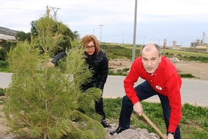 REFORESTACION PINOS (4)