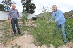 REFORESTACION PINOS (5)