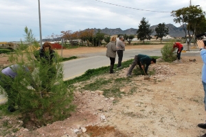 REFORESTACION PINOS (6)