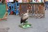 MÁS DE UN CENTENAR DE NIÑOS PARTICIPA EN LAS ACTIVIDADES DEL DÍA MUNDIAL DE LAS AVES