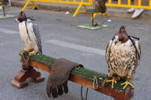 2012 DIA MUNDIAL DE LAS AVES (12)