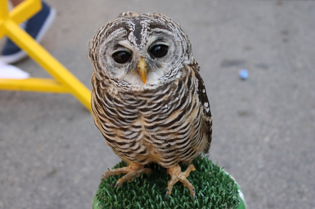 2012 DIA MUNDIAL DE LAS AVES (13)