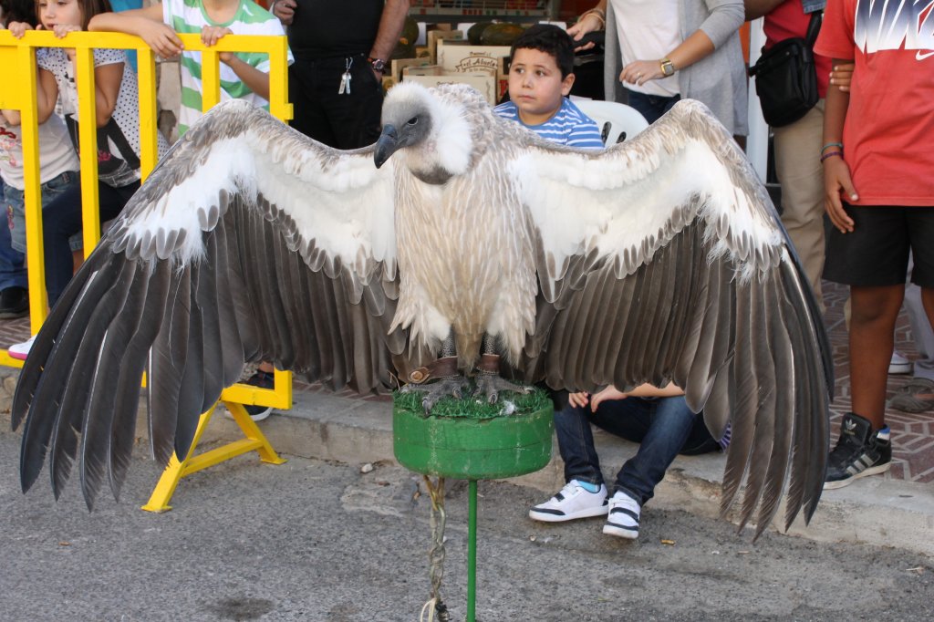 2012 DIA MUNDIAL DE LAS AVES (18)