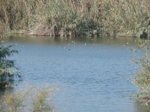 2012 DIA MUNDIAL DE LAS AVES (4)