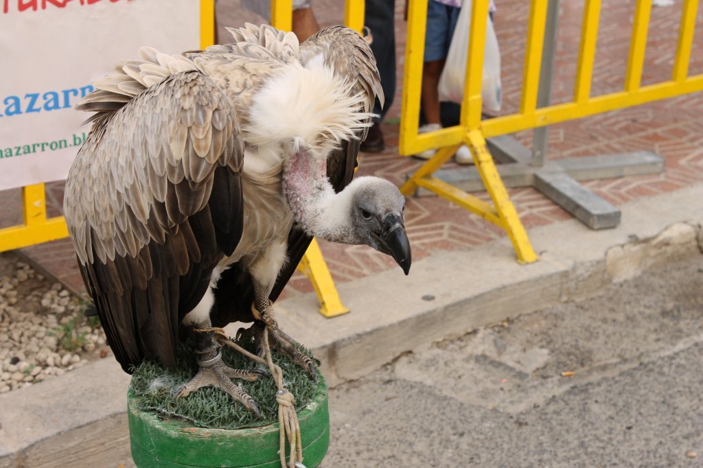 DIA MUNDIAL DE LAS AVES 2013 11