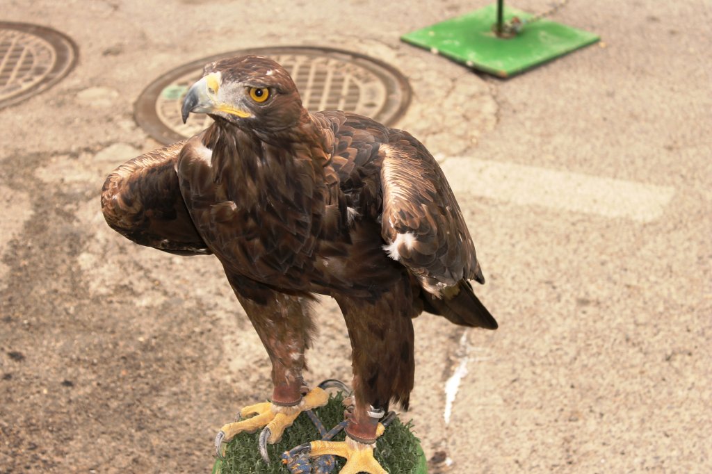 DIA MUNDIAL DE LAS AVES 2013 13