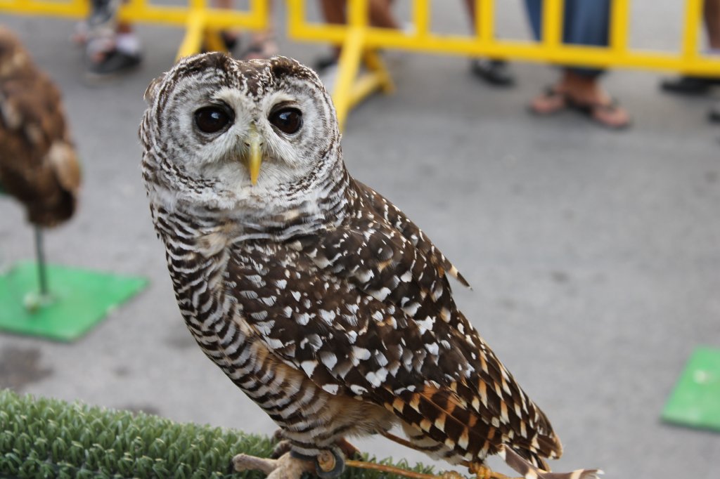 DIA MUNDIAL DE LAS AVES 2013 14