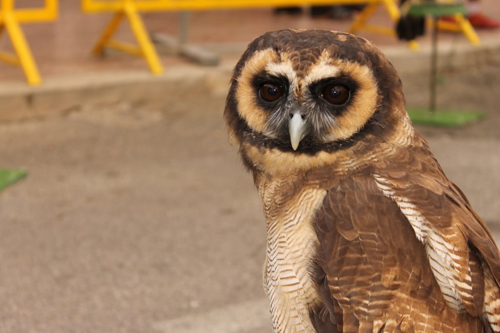 DIA MUNDIAL DE LAS AVES 2013 16