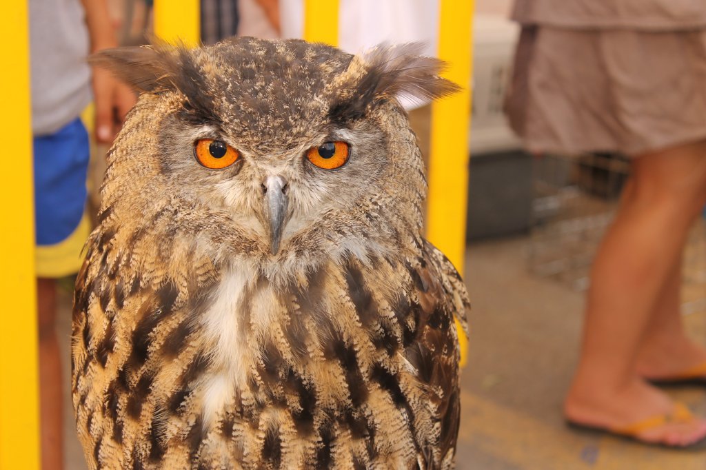 DIA MUNDIAL DE LAS AVES 2013 17