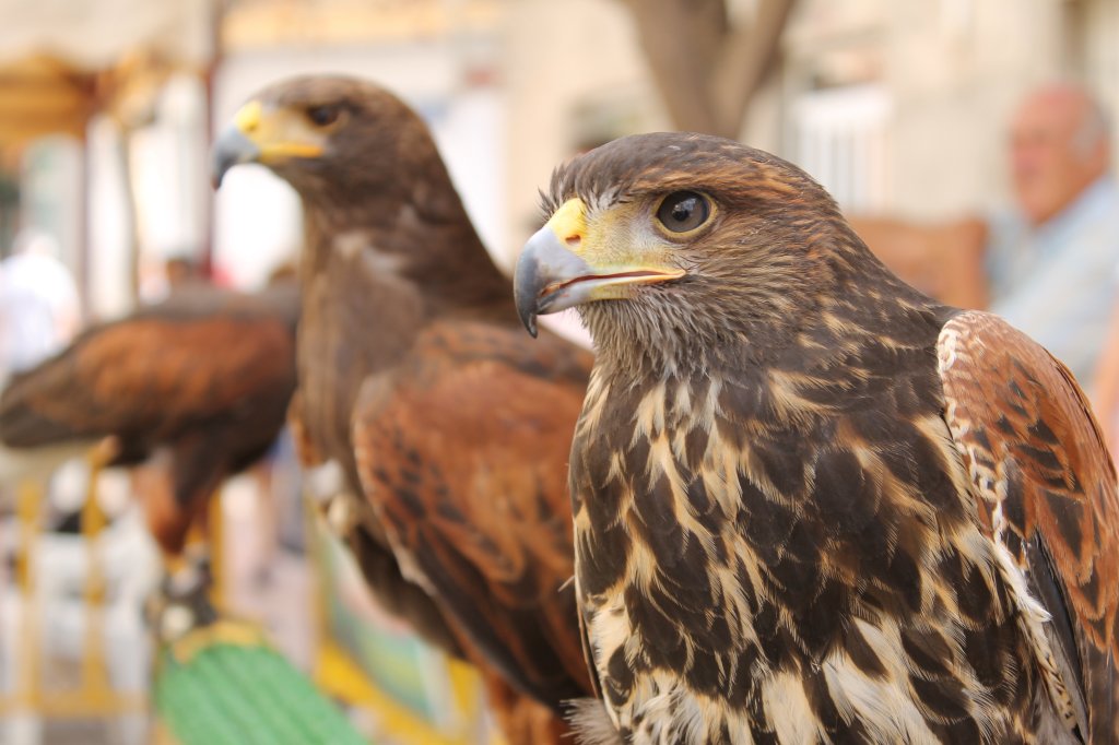 DIA MUNDIAL DE LAS AVES 2013 19