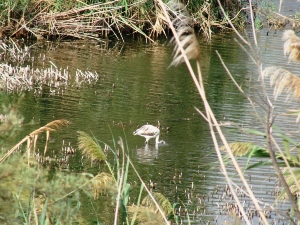 DIA MUNDIAL DE LAS AVES (7)