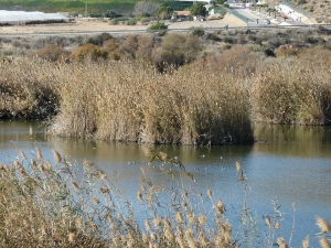 DIA_MUNDIAL_DE_LOS_HUMEDALES_2014_09