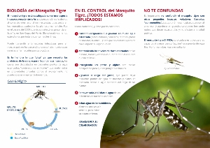 MosquitoTigre