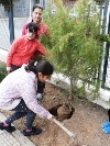 LOS COLEGIOS DE MAZARRÓN SE DIVIERTEN REFORESTANDO LOS PINOS DE LA CAMPAÑA DE NAVIDAD