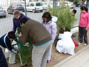 REFORESTACION PINOS MANUELA ROMERO (4)