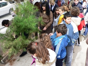 REFORESTACION PINOS MANUELA ROMERO (5)