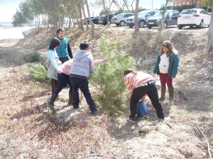 REFORESTACION PINOS SAN ANTONIO (5)