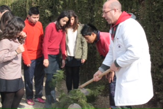 REFORESTACION PINOS SIGLO XXI 1