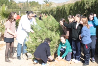 REFORESTACION PINOS SIGLO XXI 2