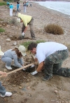 EL PROYECTO “EXPLÁYATE” REGENERA LA PLAYA DEL CABEZO DE LA PELEA CON 300 PLANTAS AUTÓCTONAS