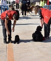 UN CENTENAR DE DUEÑOS CON SUS PERROS PARTICIPAN EN LA II MARCHA ‘POR ELLOS’ DE APROAMA