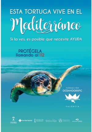 06_08_2019_TORTUGAS_BOBAS