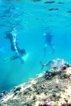 EL PROYECTO ‘CAMONMAR3’ PONE DE RELIEVE LA BIODIVERSIDAD MARINA DE LA BAHÍA DE MAZARRÓN