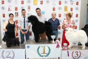CONCURSO CANINO 2013 08