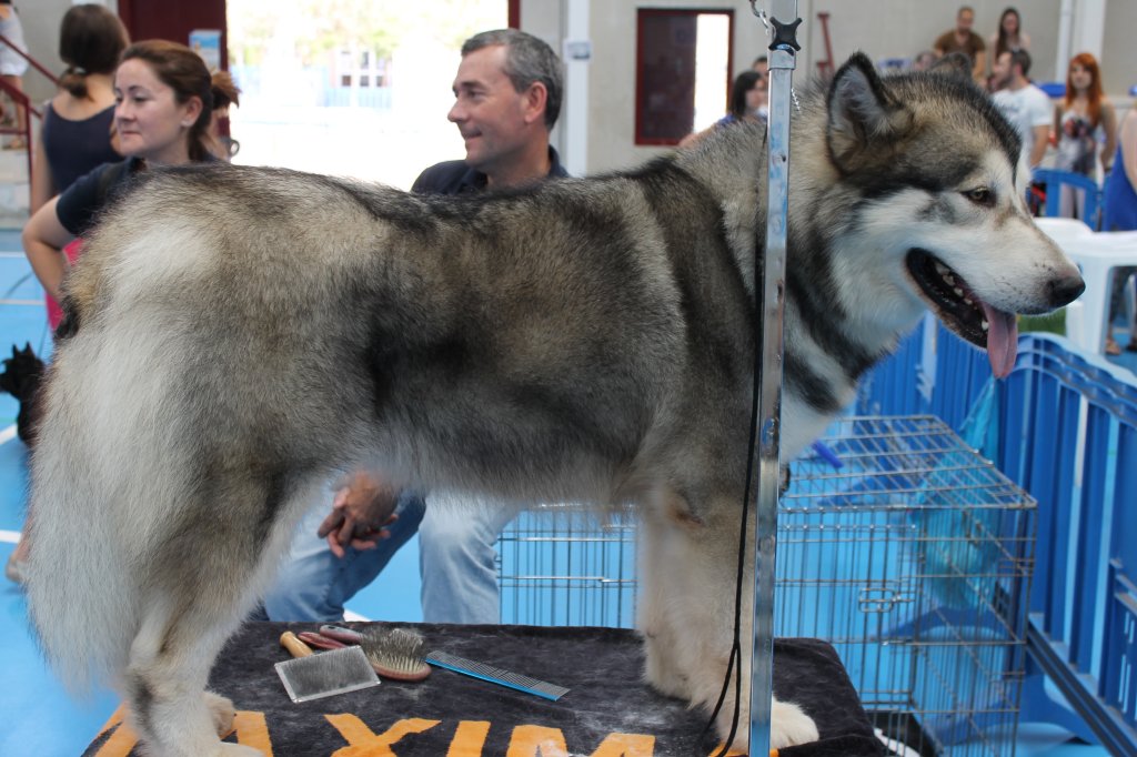 CONCURSO CANINO 2013 13