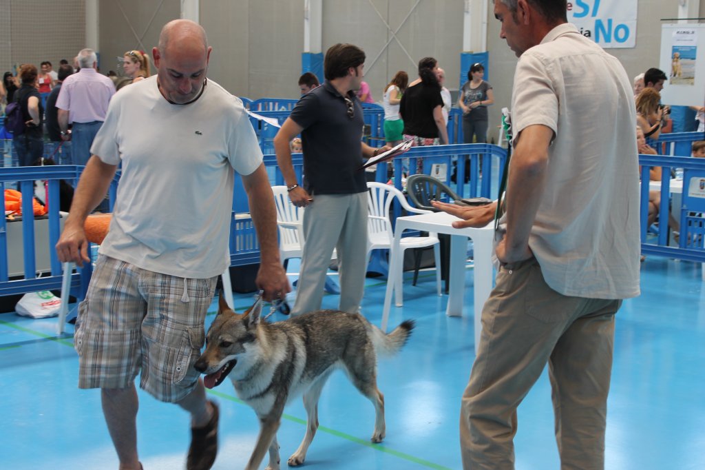 CONCURSO CANINO 2013 14