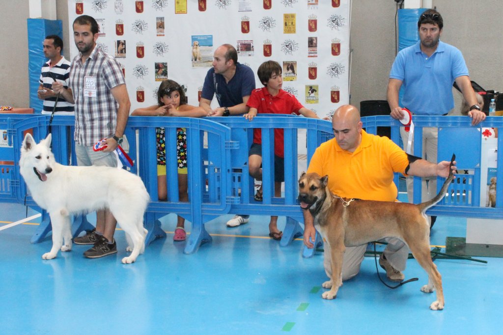 CONCURSO CANINO 2013 16