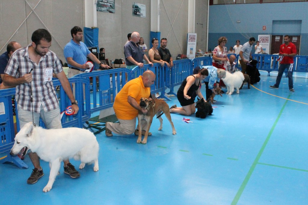 CONCURSO CANINO 2013 17