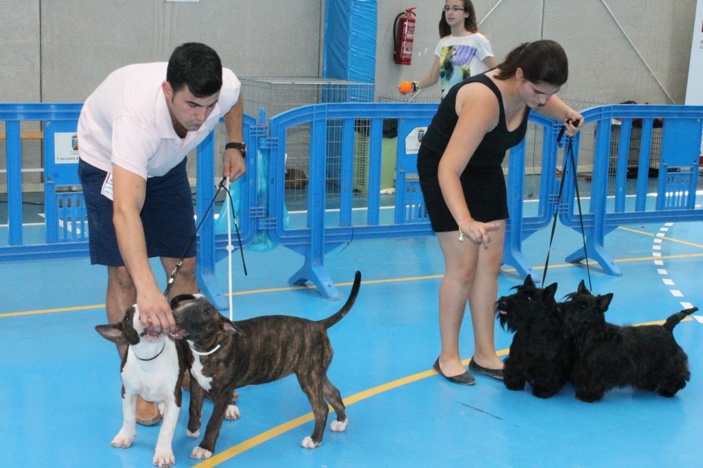 CONCURSO CANINO 2013 18