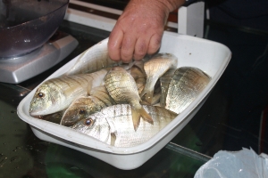 VIII OPEN DE PESCA BAHIA DE MAZARRON (3)